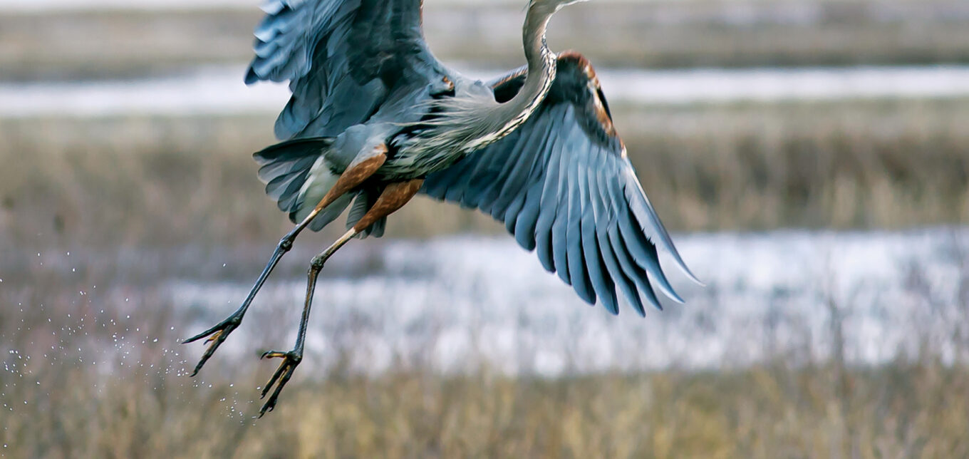 Great Blue Heron Fun Facts - Grit